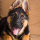 Image for article titled Dog Who Successfully Detected Cancer In Owner Put Down For Practicing Medicine Without A License